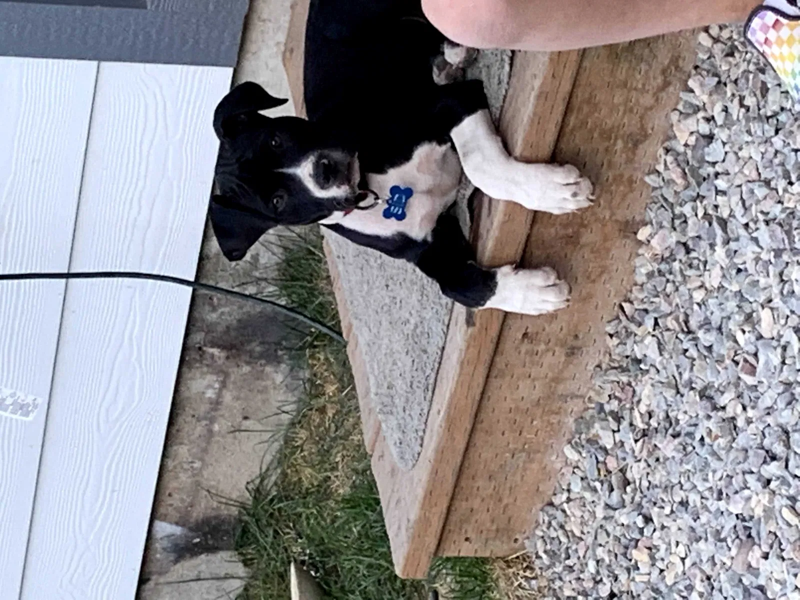 Lost dog in Missoula, MT, 59802