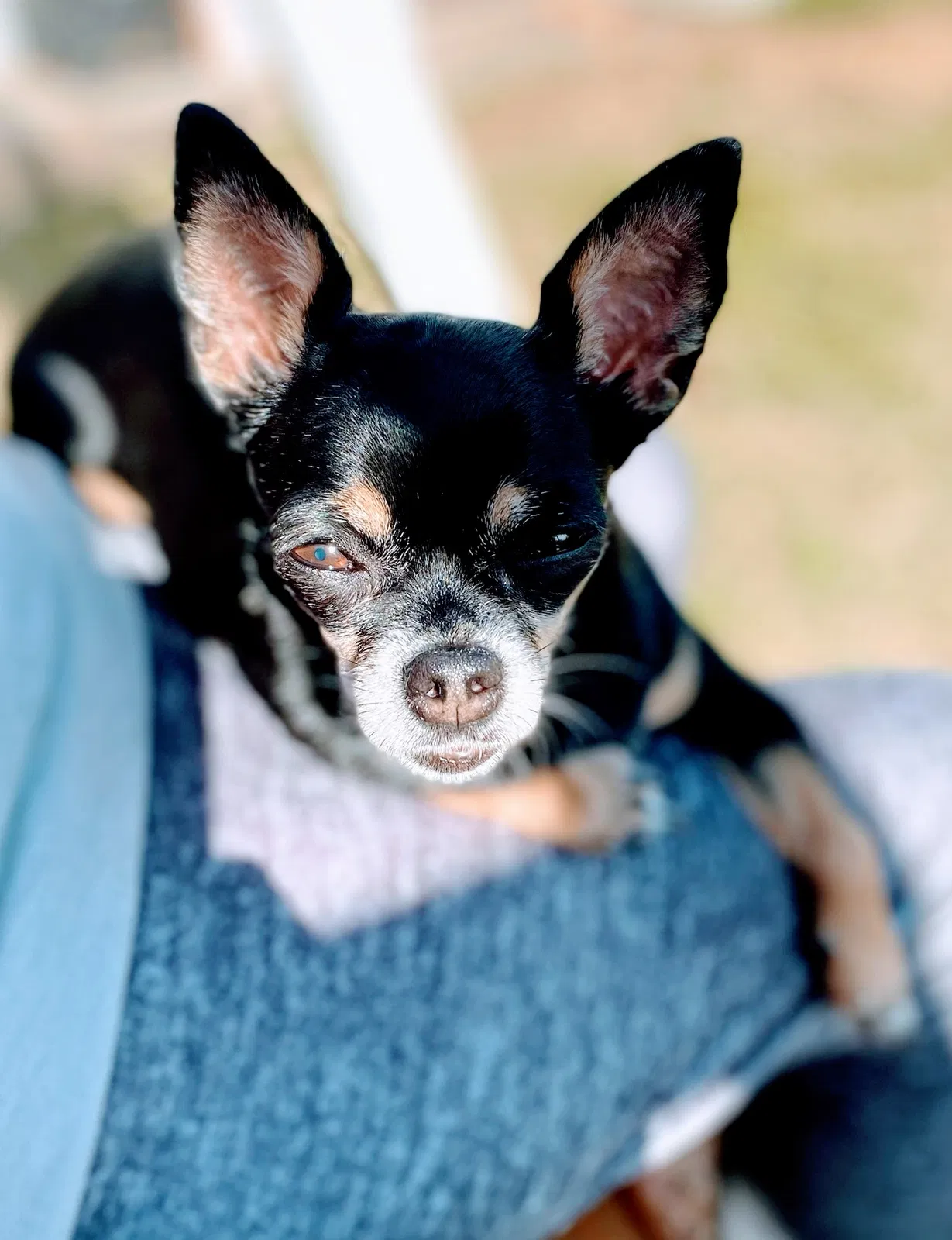 Lost dog in Clarksville, TN, 37042