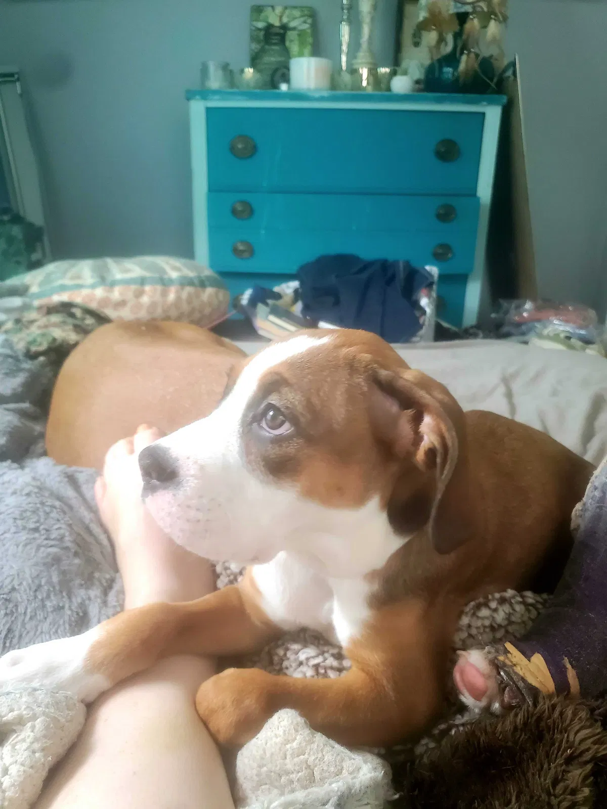 Lost dog in Louisville, KY, 40214