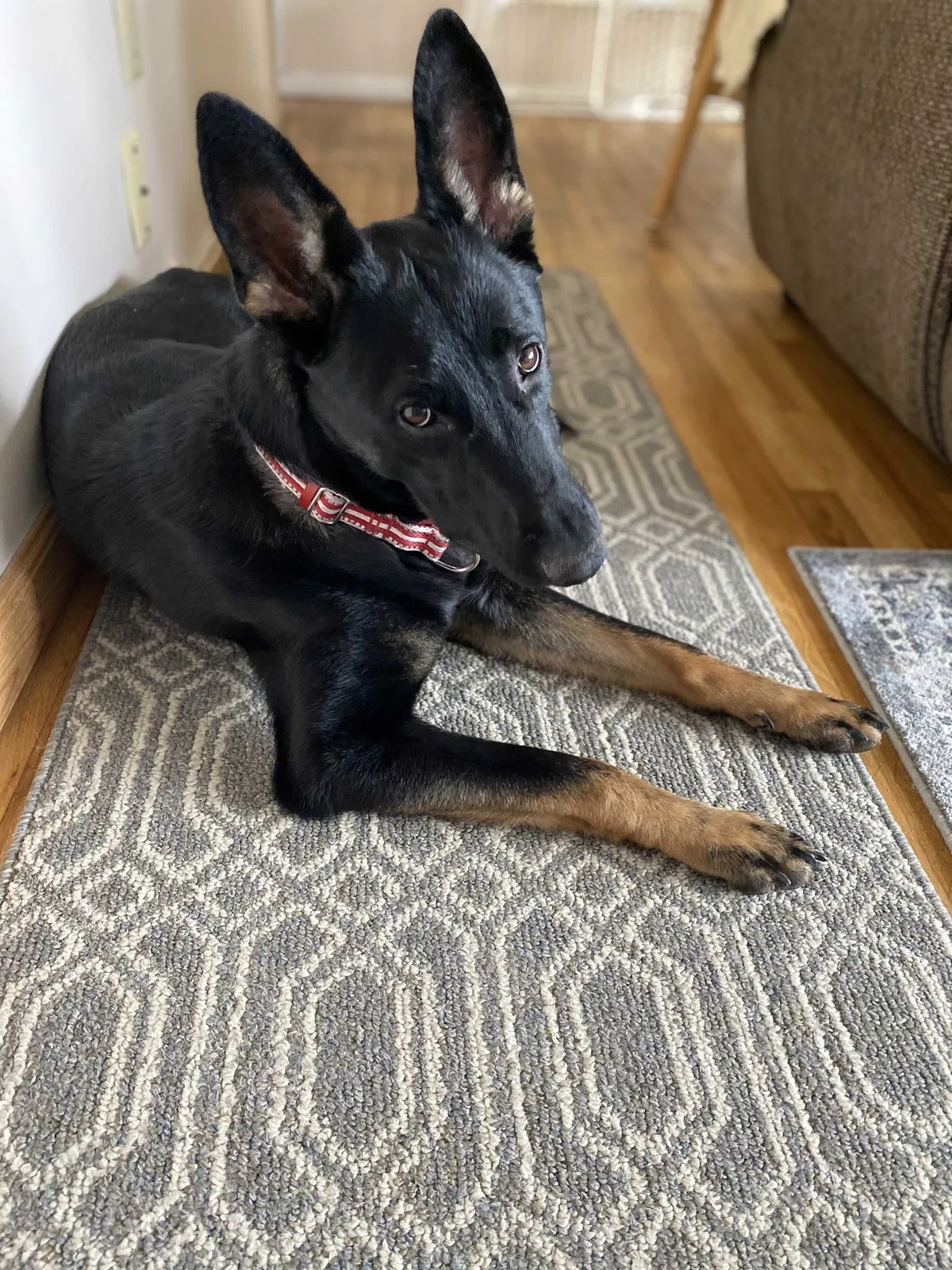 Lost dog in Brick, NJ, 8724