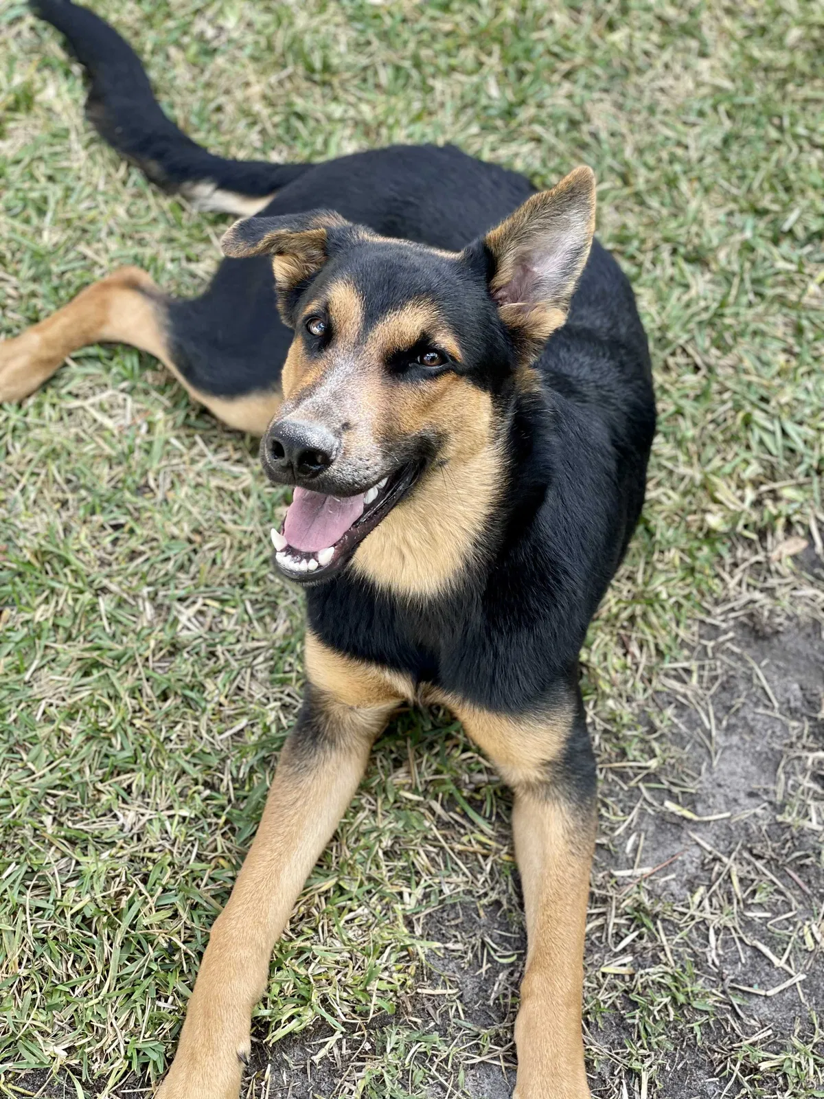 Lost dog in Lake Worth, FL, 33463