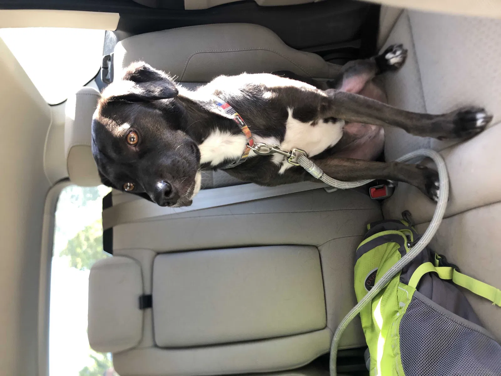 Lost dog in Denver, CO, 80221