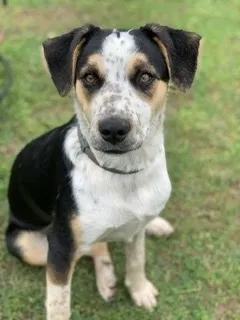 Lost dog in Weatherford, TX, 76088