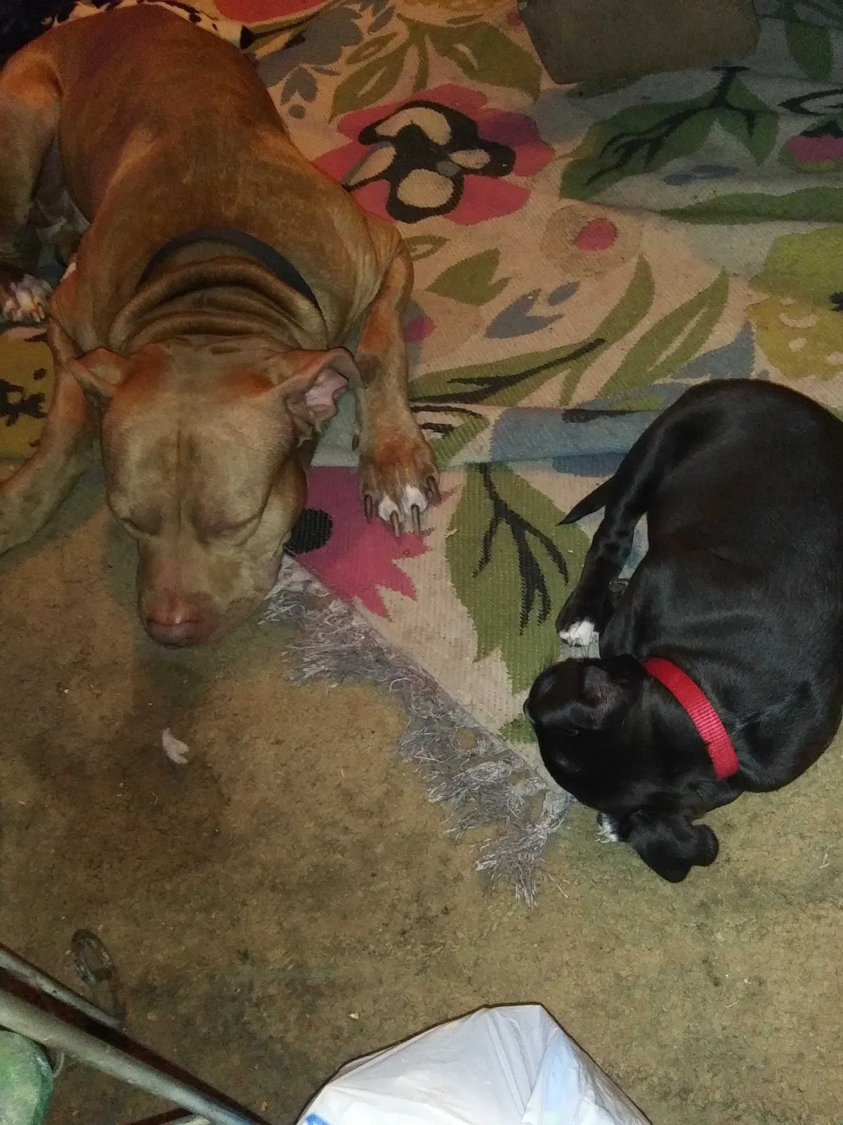 Lost dog in Clarksville, TN, 37042