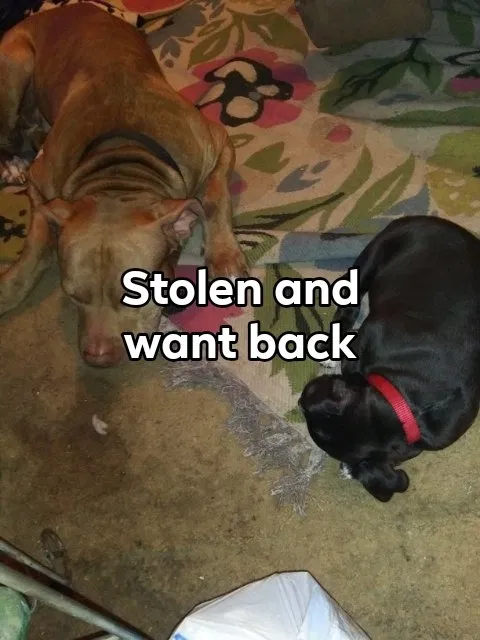 Lost dog in Clarksville, TN, 37042