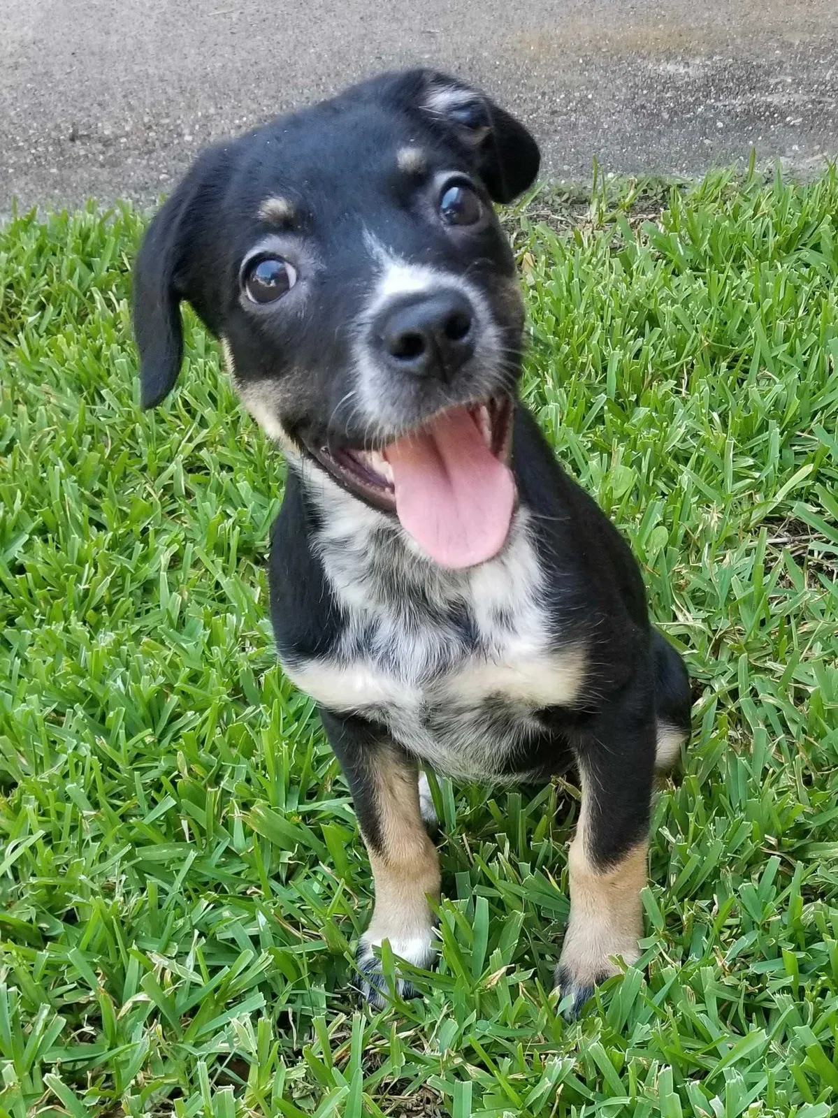 Found dog in Baytown, TX, 77521