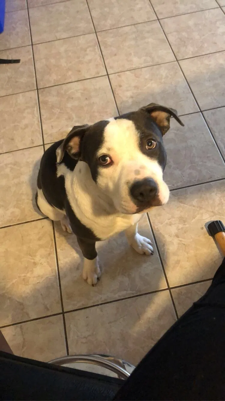 Lost dog in Tulsa, OK, 74129