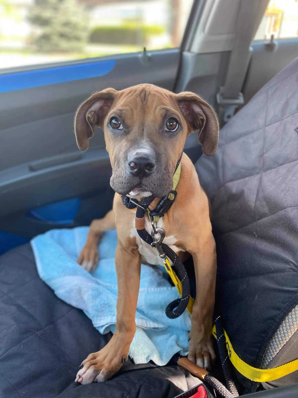 Lost dog in Detroit, MI, 48227