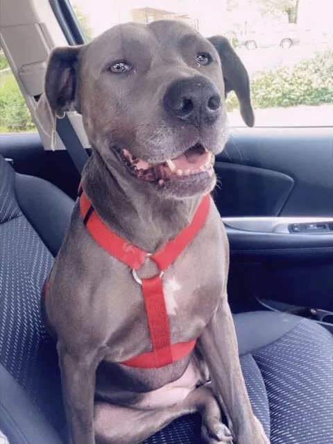Lost dog in Joliet, IL, 60432