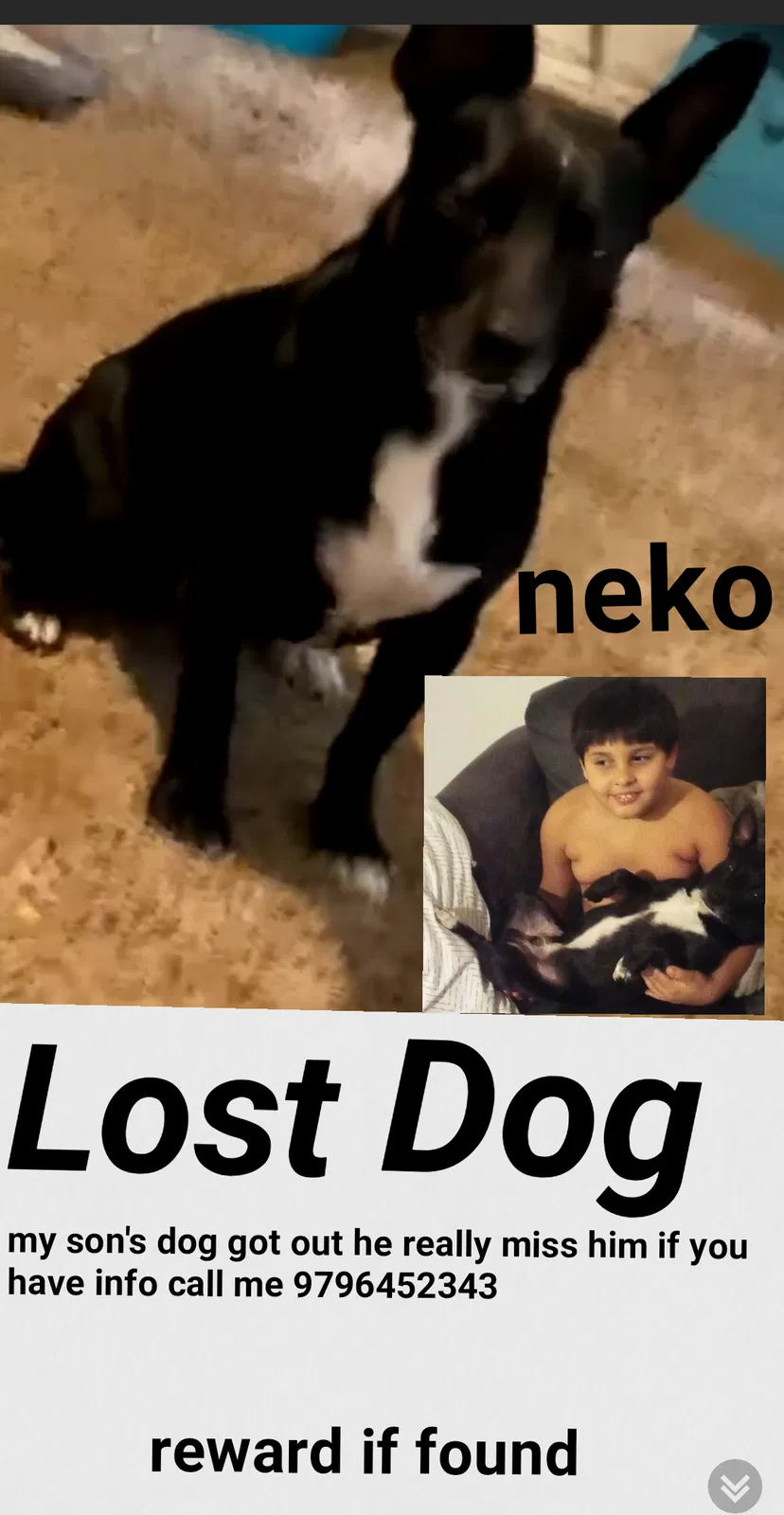 Lost dog in Pasadena, TX, 77502