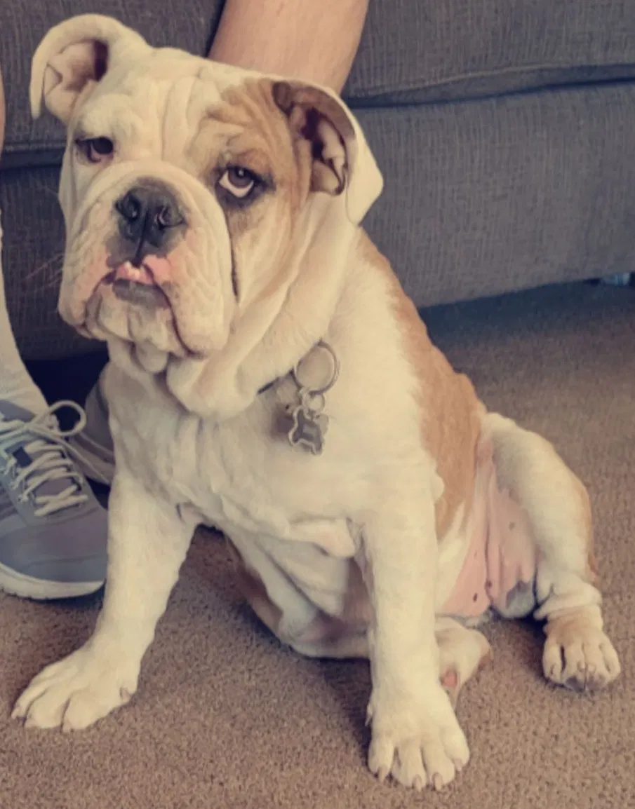 Lost dog in Phoenix, AZ, 85037