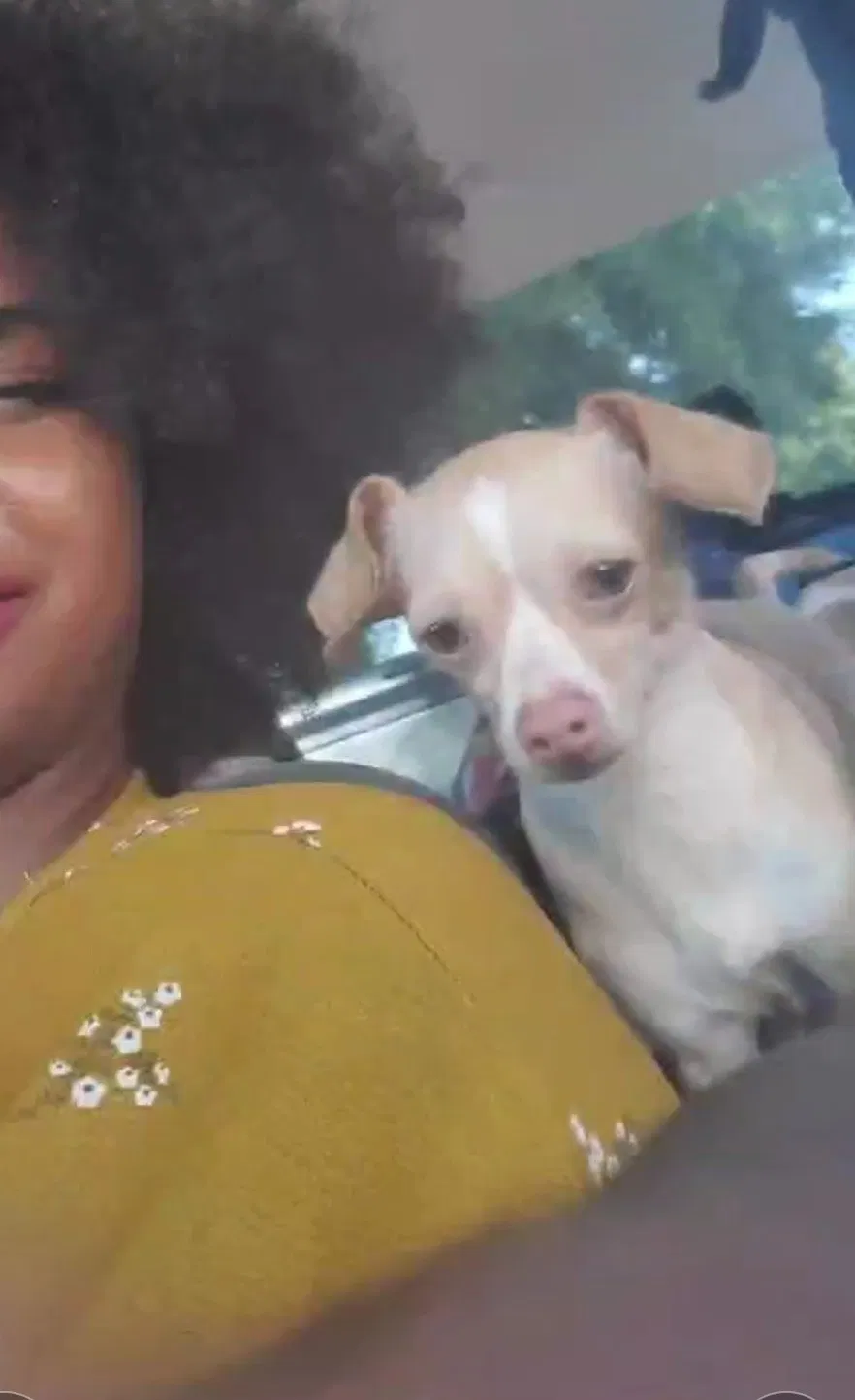 Lost dog in Orlando, FL, 32839