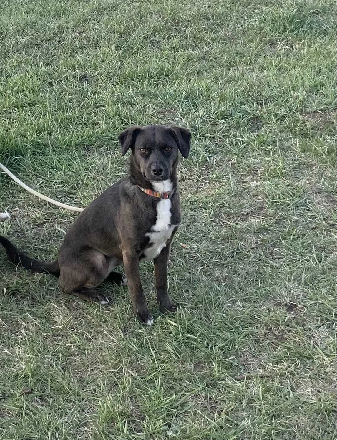 Lost dog in Denver, CO, 80212
