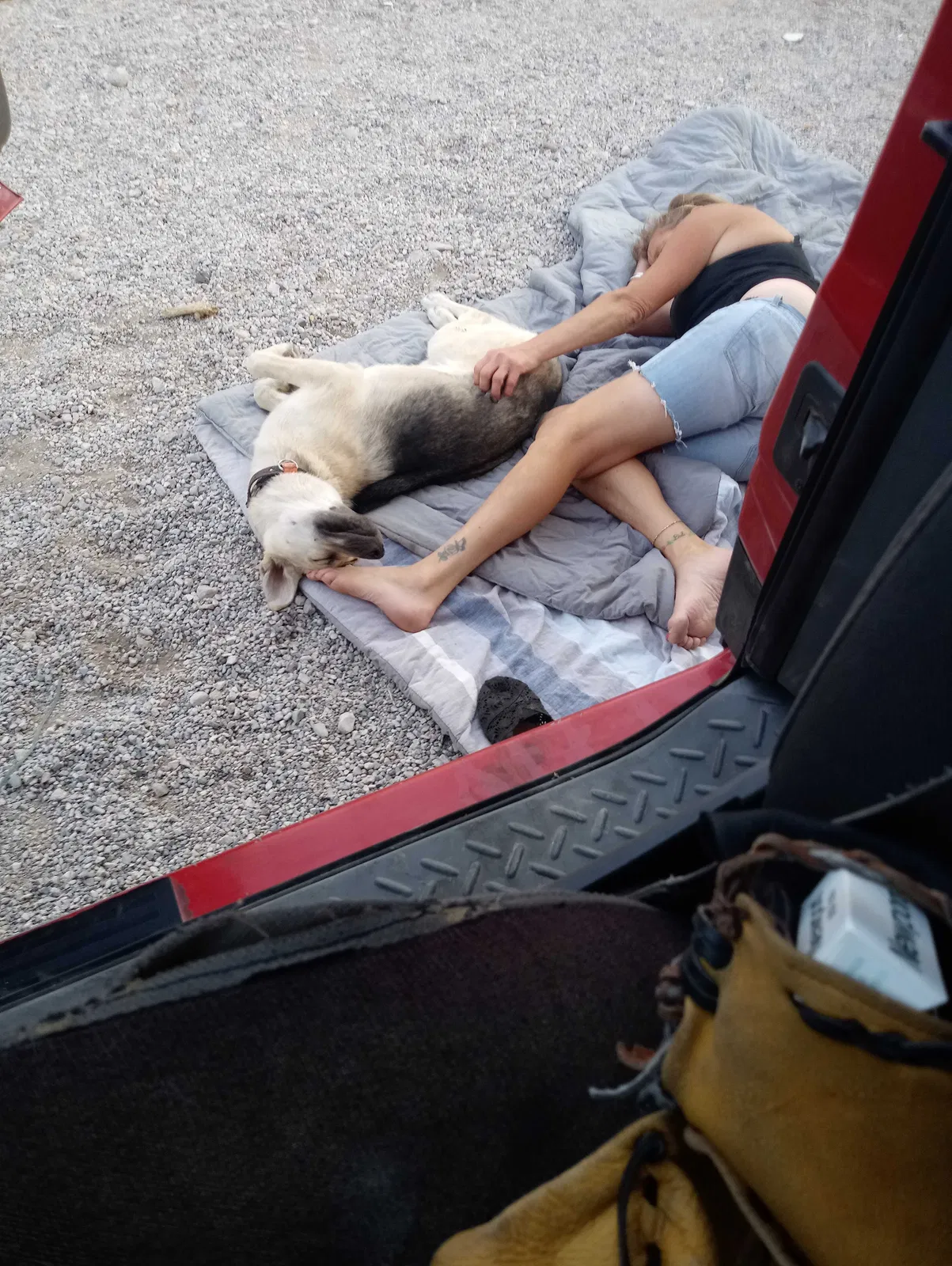 Lost dog in Henderson, NV, 89044