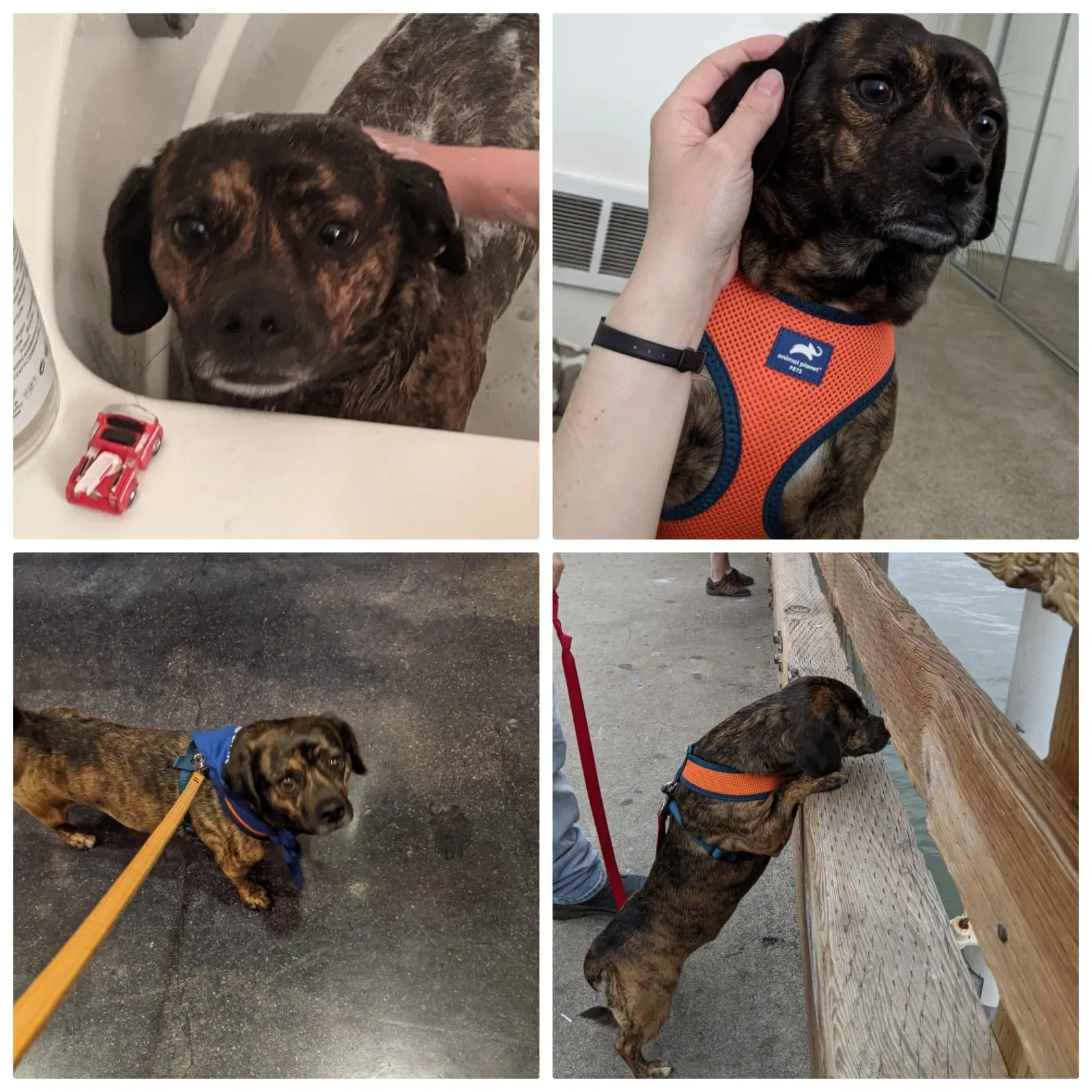 Lost dog in Emeryville, CA, 94608