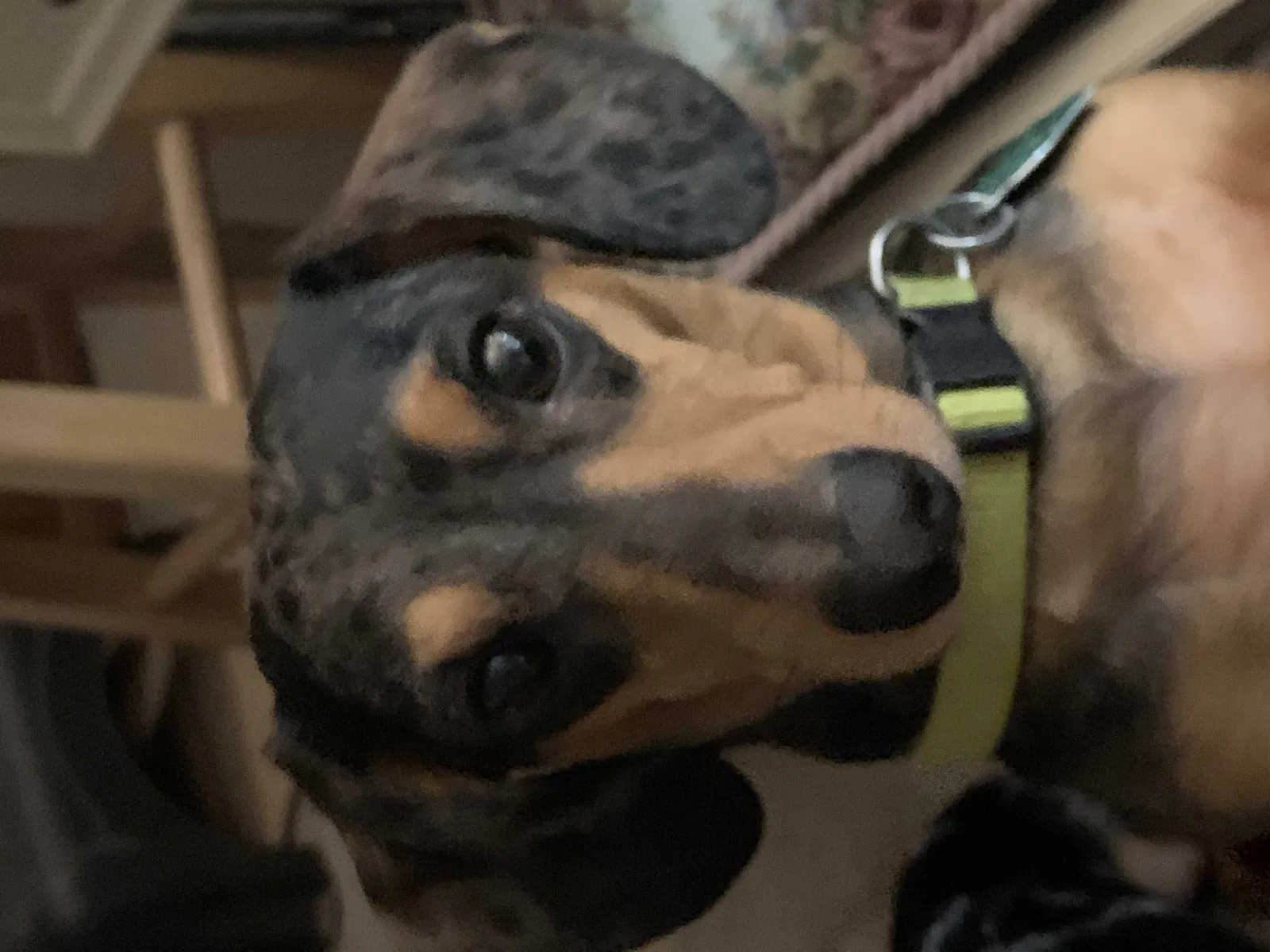 Lost dog in Mooringsport, LA, 71060