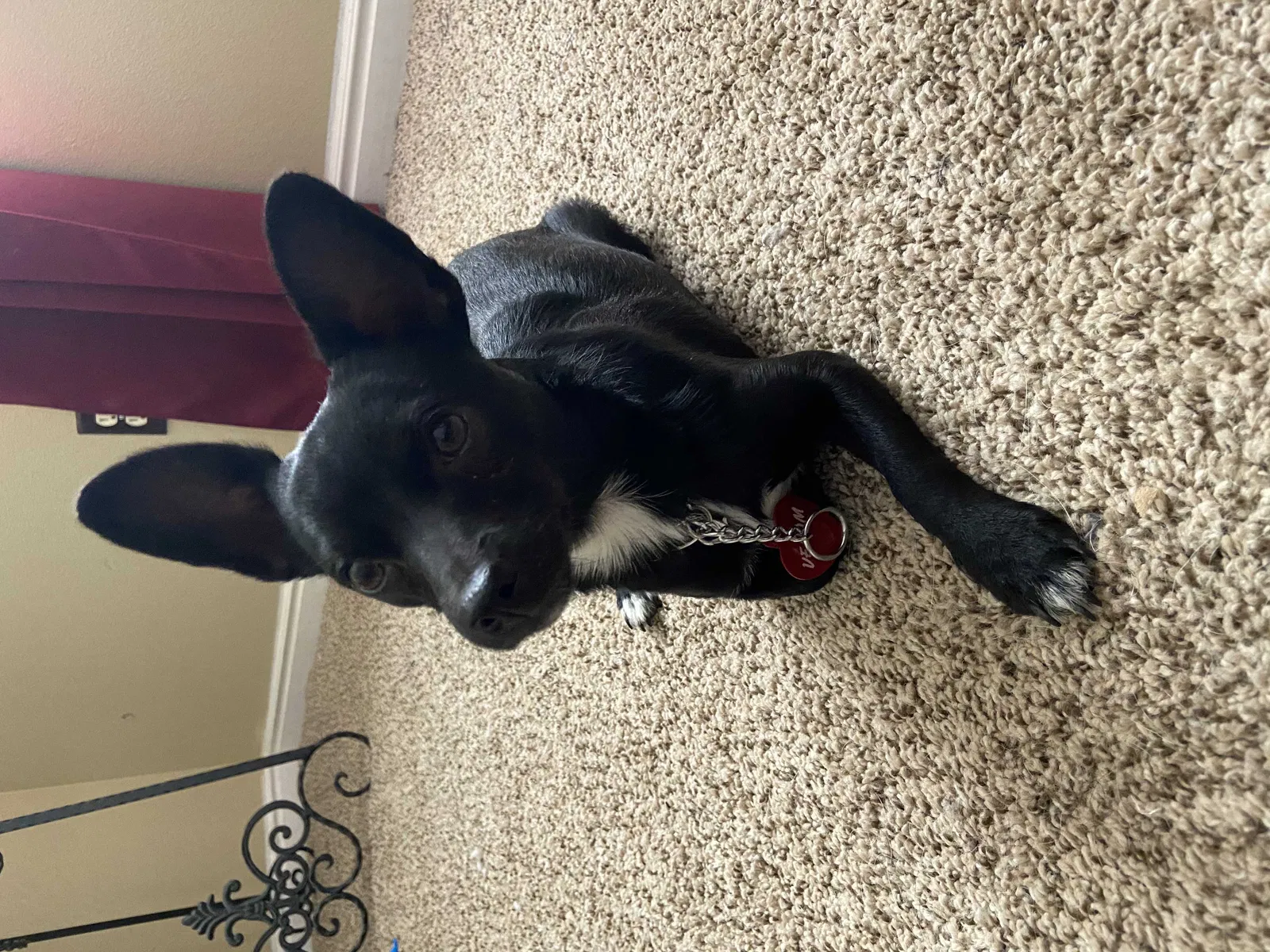 Lost dog in Walnut Grove, MO, 65770