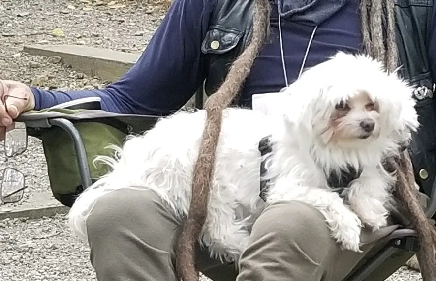 Lost dog in Mount Rainier, MD, 20712