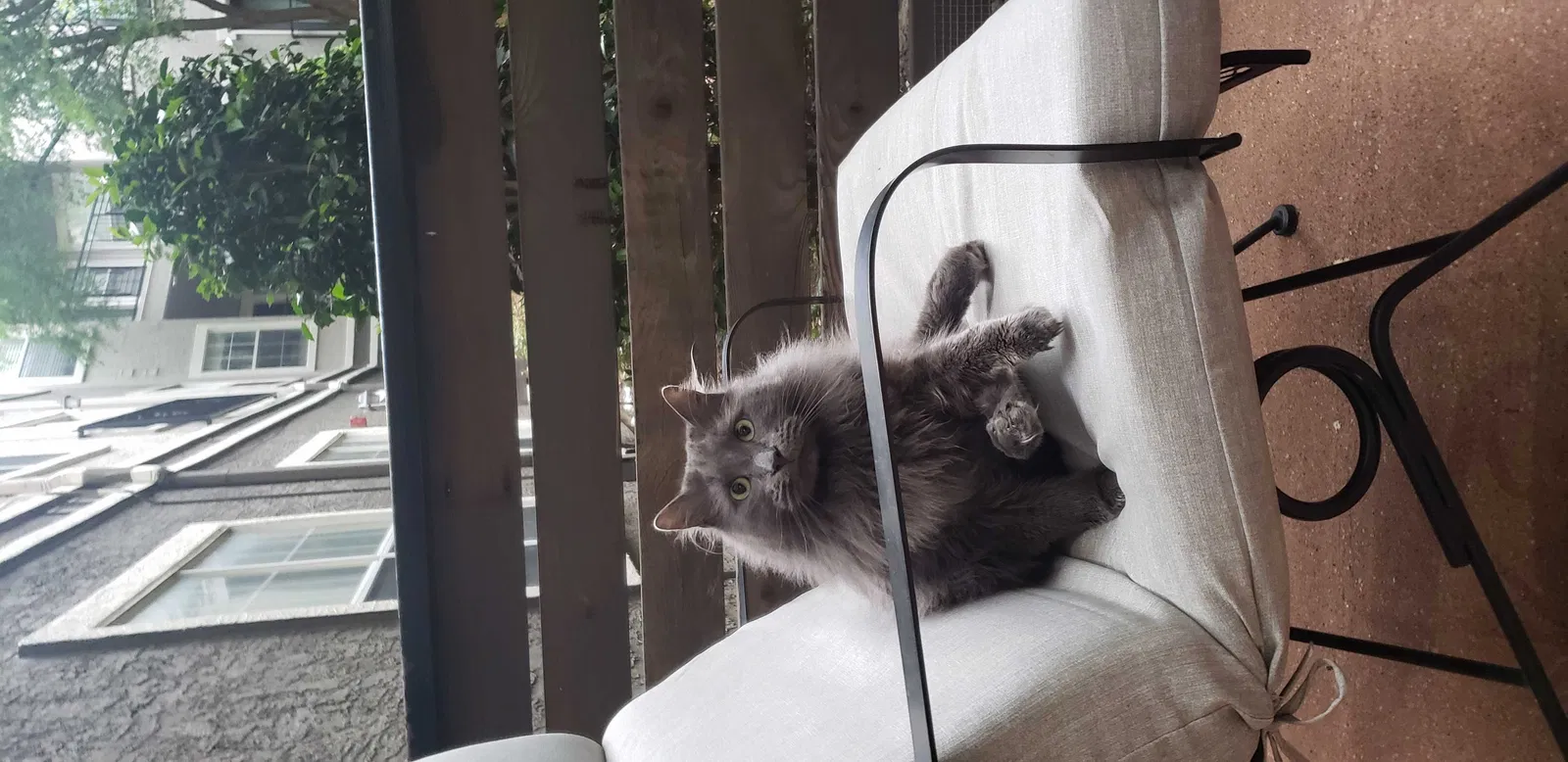 Lost cat in Dallas, TX, 75240