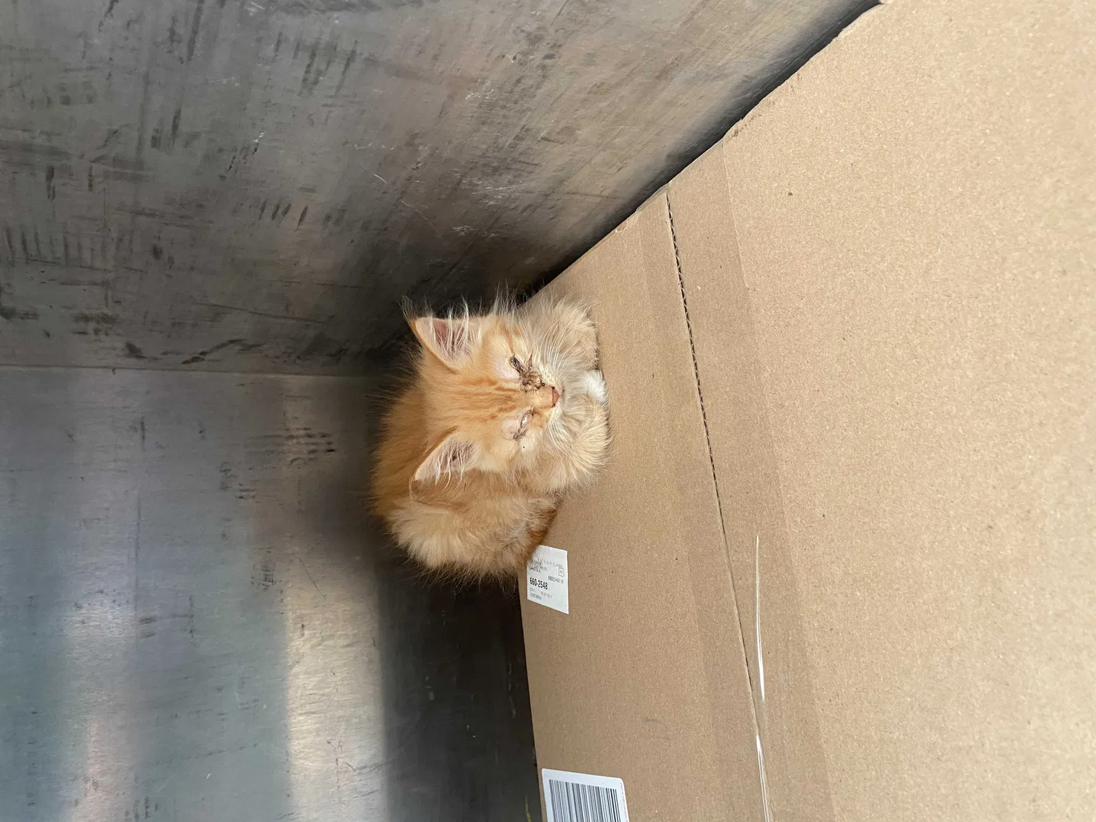 Lost cat in Egg Harbor City, NJ, 8215