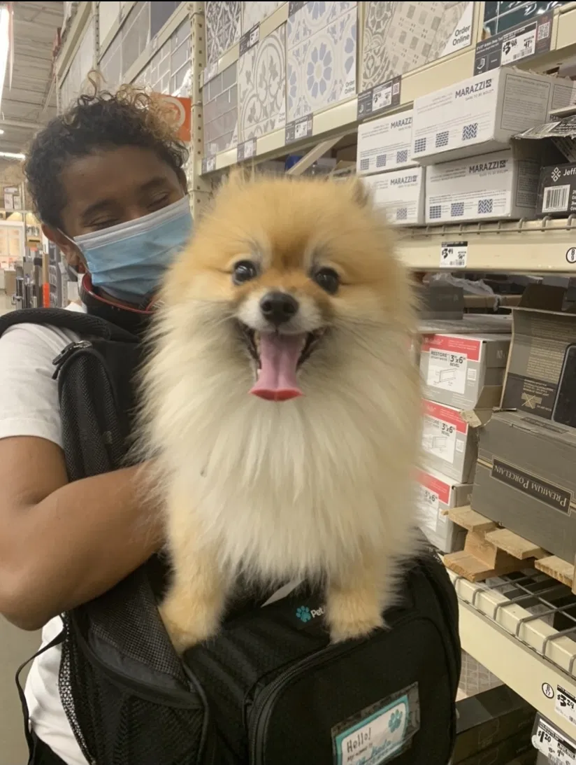 Lost dog in Stafford, VA, 22554