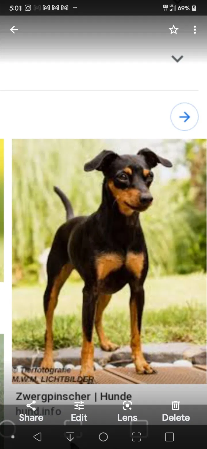 Lost dog in Slidell, LA, 70458