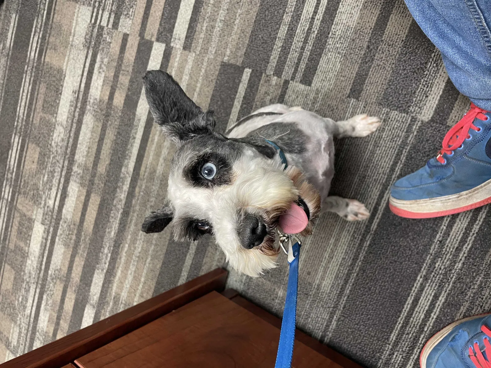 Lost dog in Oklahoma City, OK, 73120