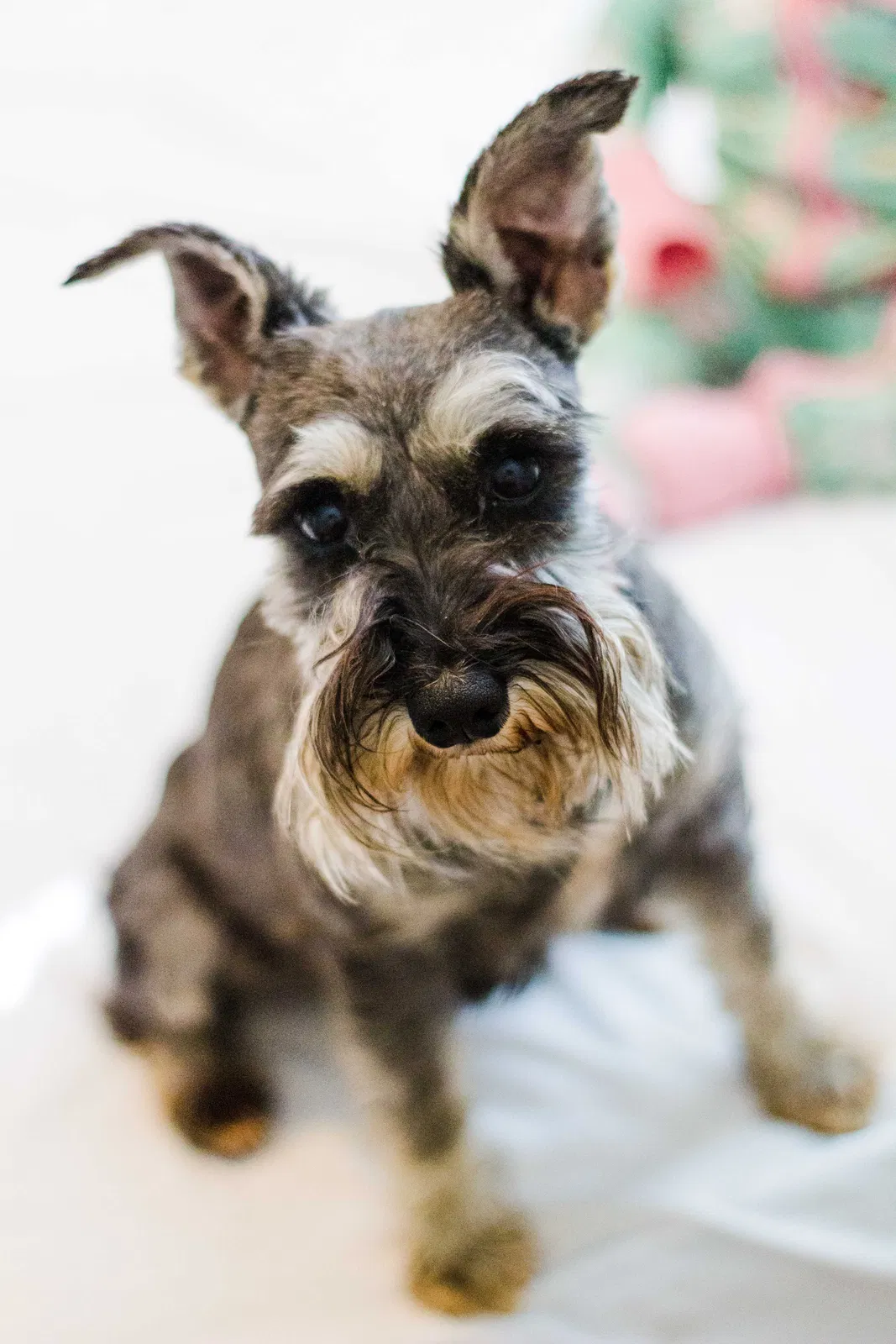 Lost dog in Oklahoma City, OK, 73120