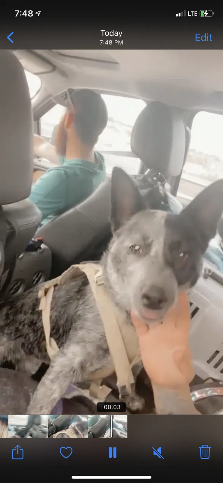 Lost dog in Rio Rancho, NM, 87124