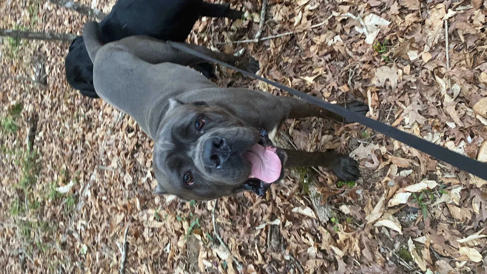 Missing Dog