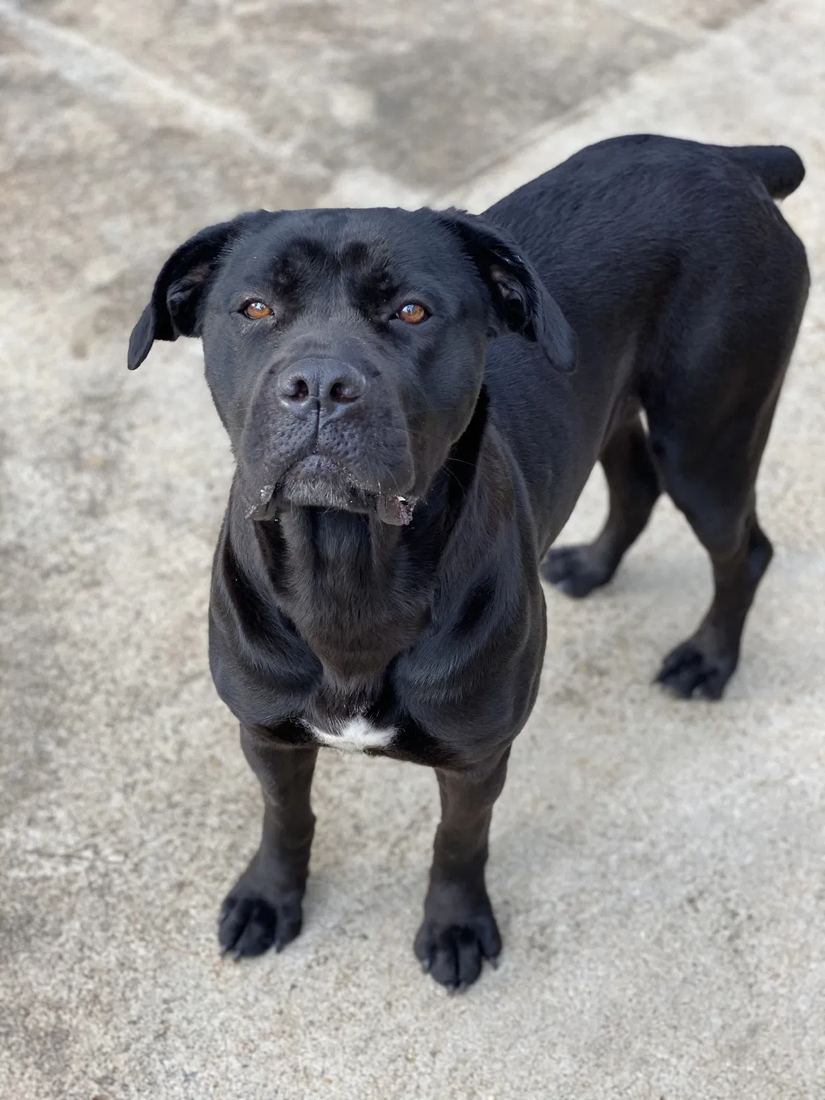Missing Dog