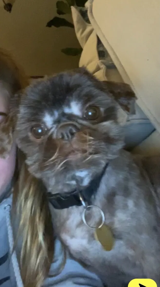 Lost dog in Independence, MO, 64052
