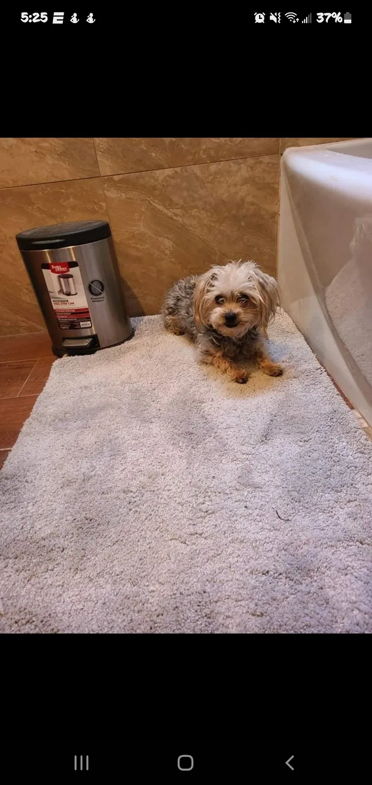 Lost dog in Sacramento, CA, 95820
