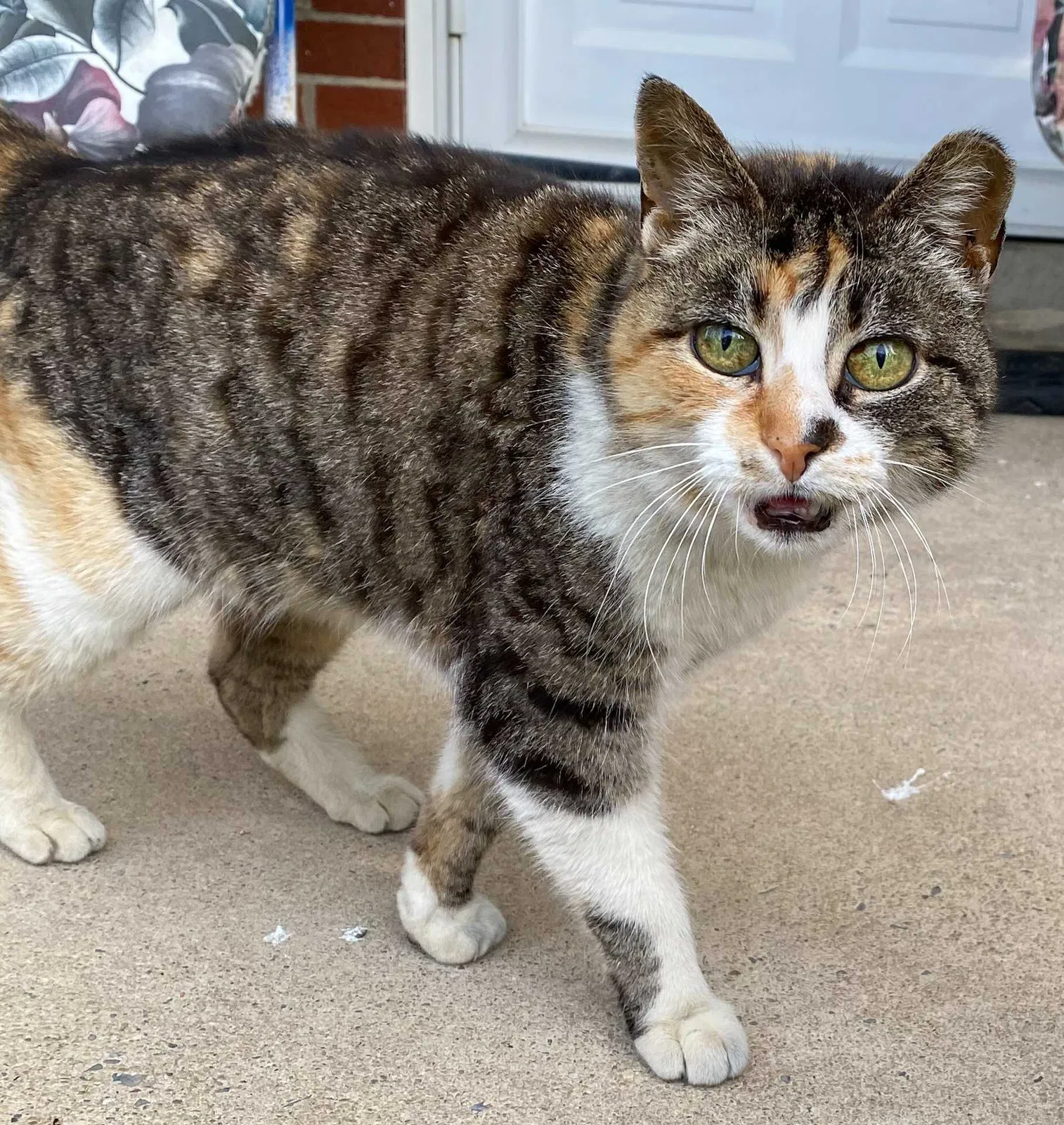 Lost cat in Reading, PA, 19605