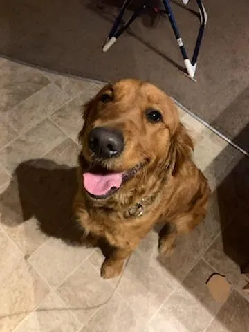 Lost dog in Colorado Springs, CO, 80907