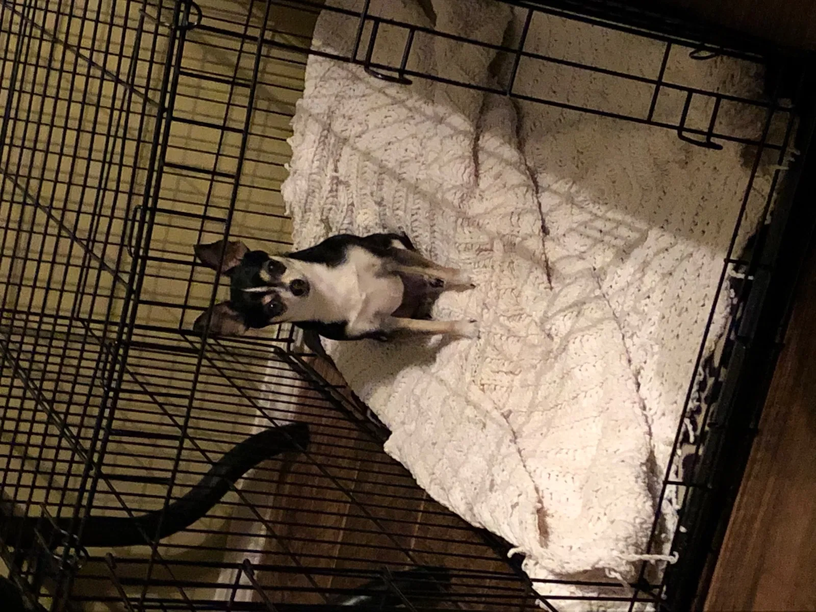 Lost dog in Tulsa, OK, 74108