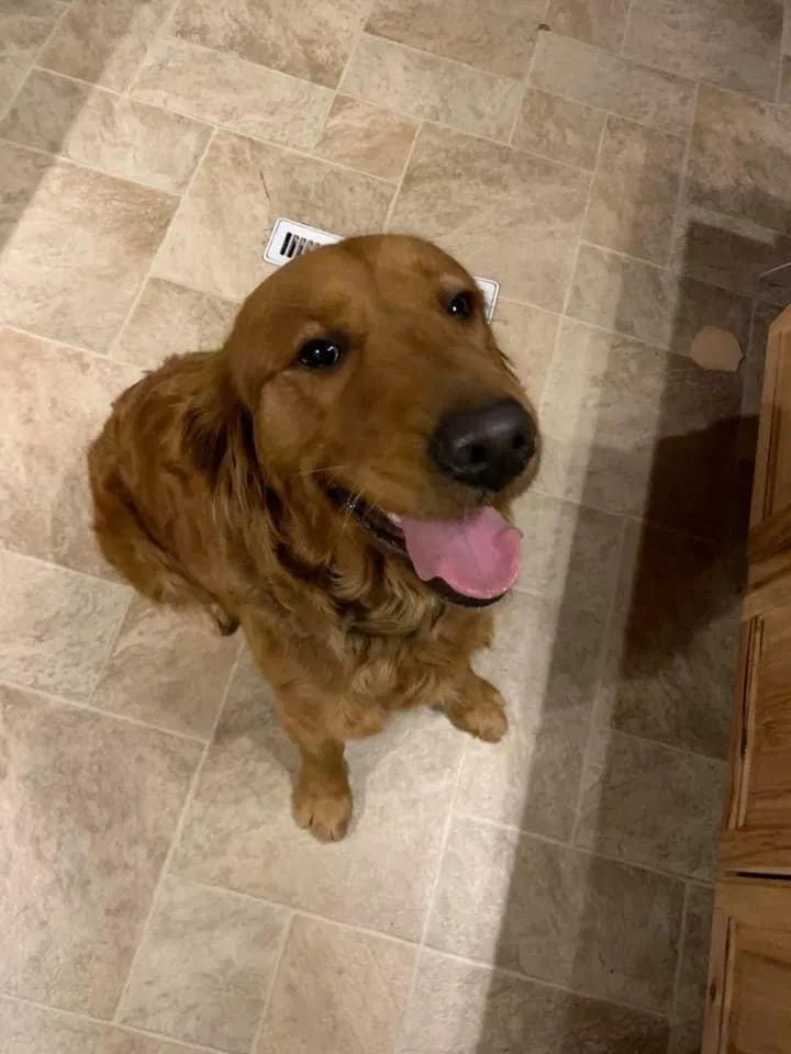 Lost dog in Colorado Springs, CO, 80907