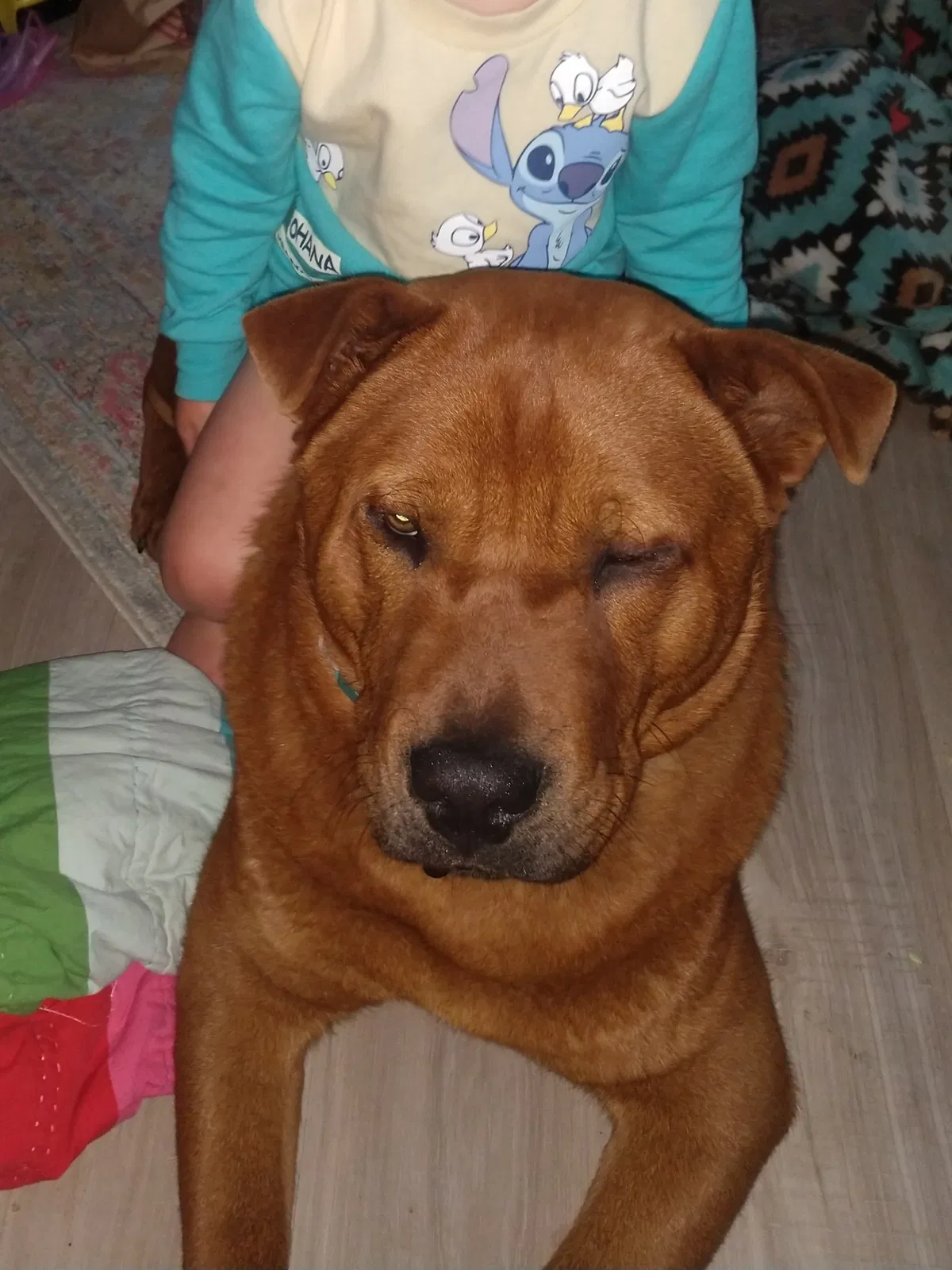 Lost dog in Tucson, AZ, 85757