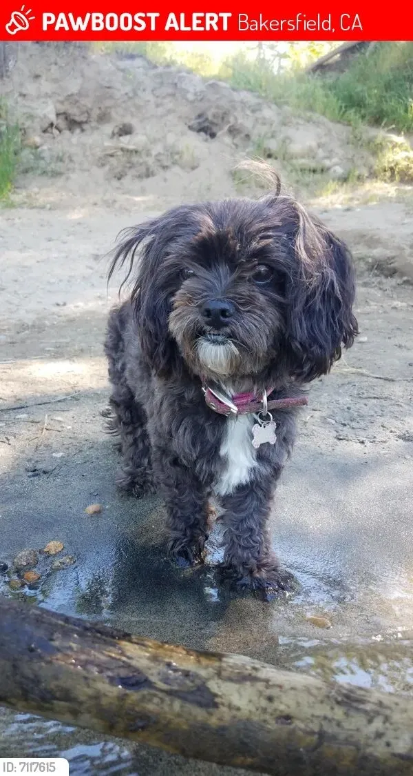 Lost dog in Bakersfield, CA, 93308