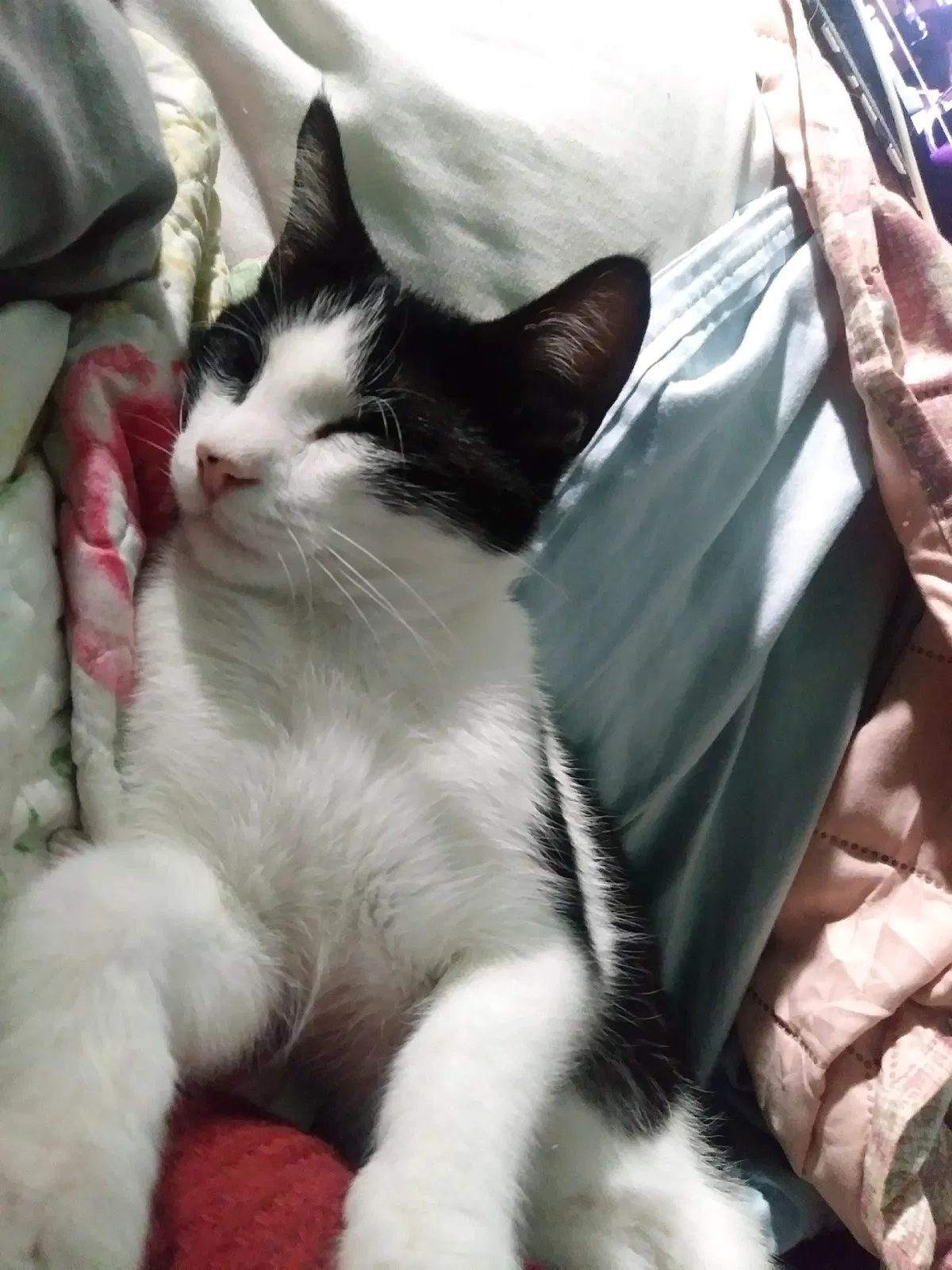 Lost cat in Spring, TX, 77379