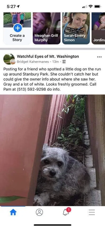 Lost dog in Cincinnati, OH, 45230