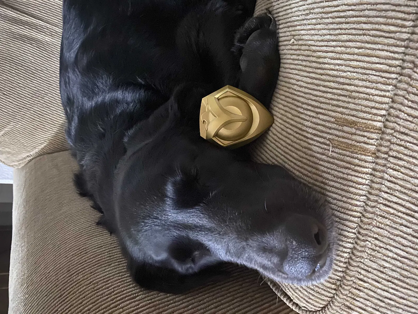 Lost dog in Mims, FL, 32754