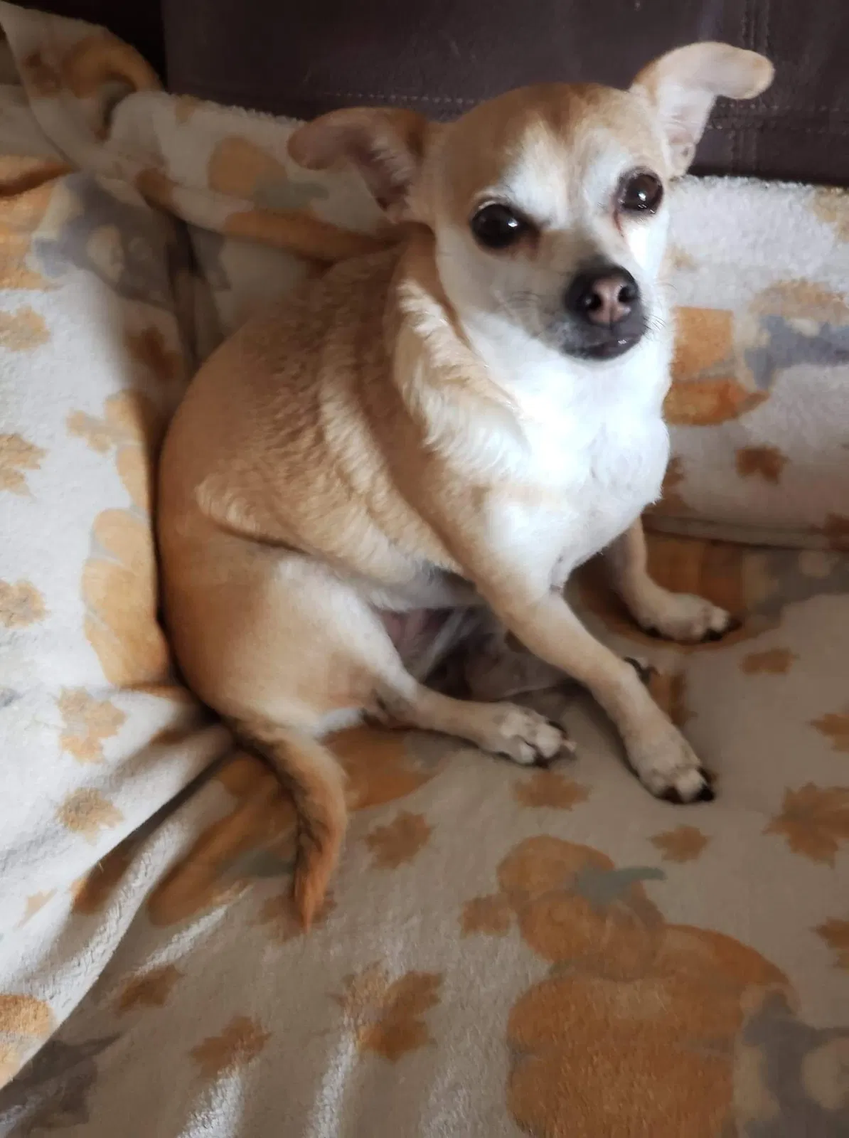 Lost dog in Galt, CA, 95632