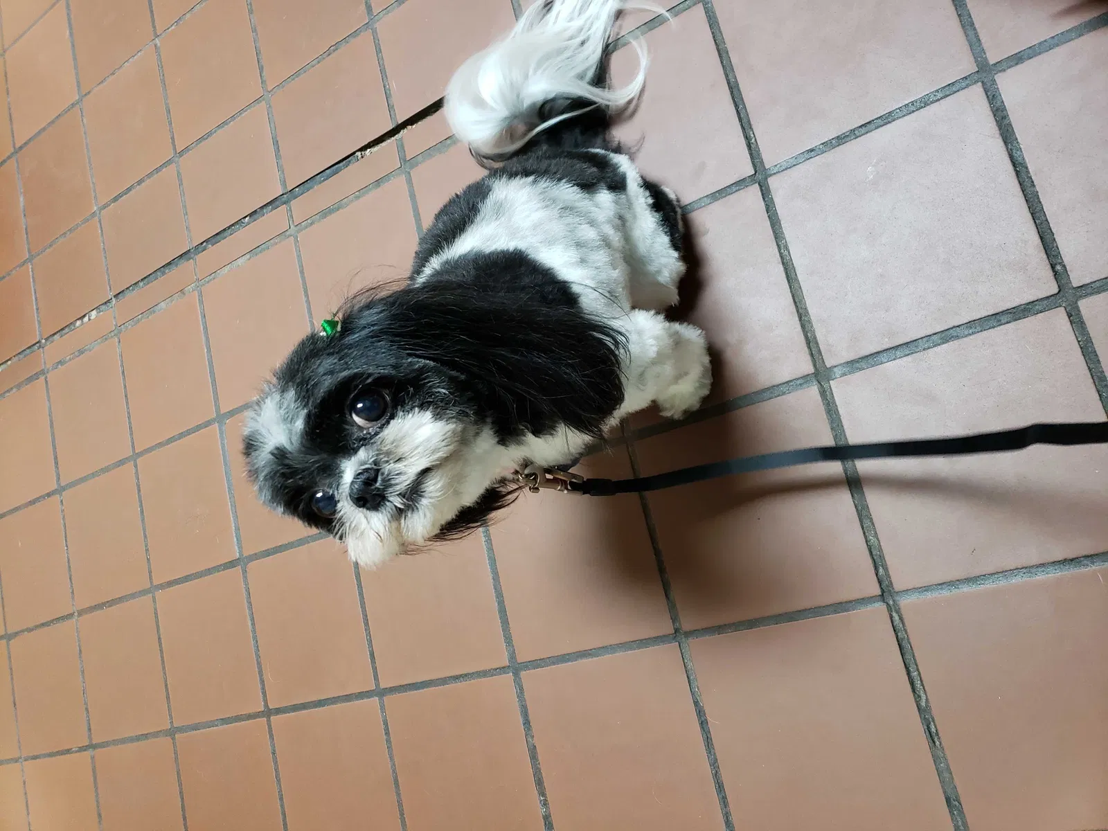 Lost dog in Augusta, GA, 30906