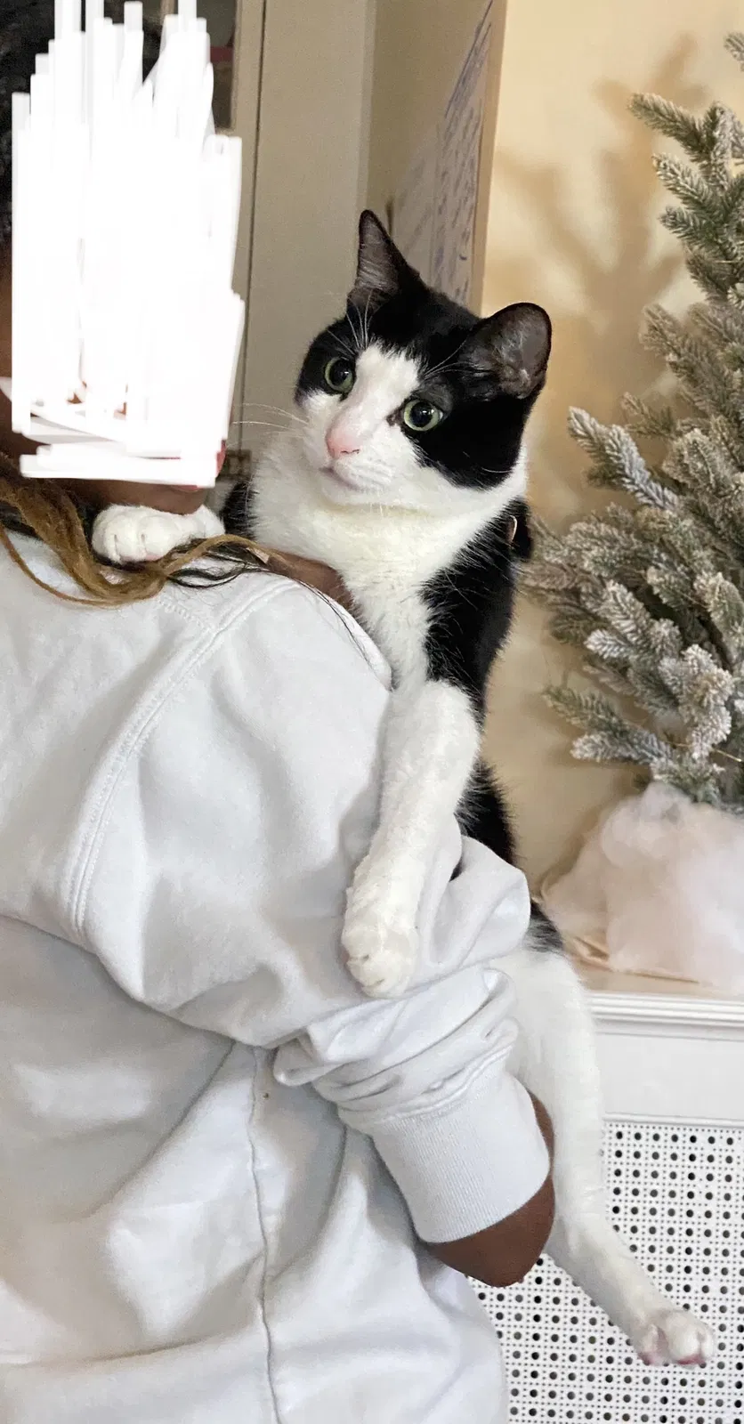 Lost cat in Montclair, NJ, 7042