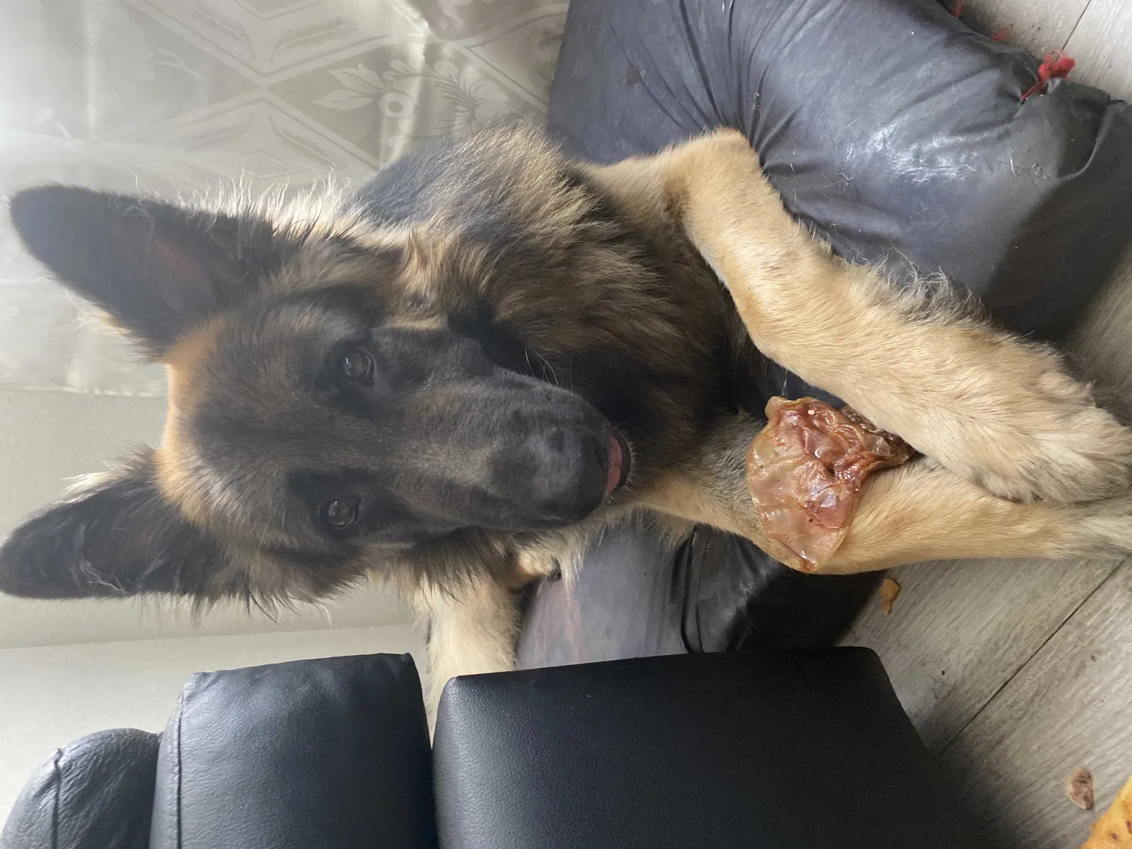 Lost dog in North Hills, CA, 91343