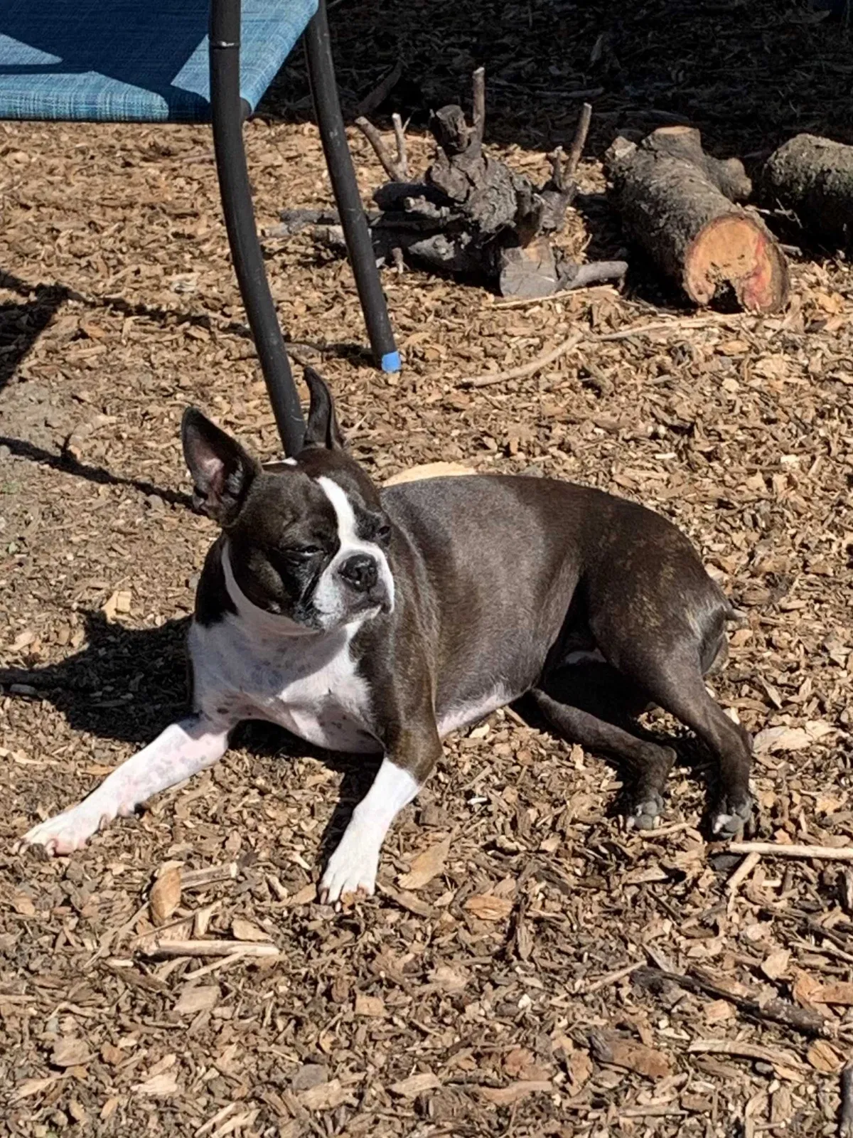 Lost dog in Camas, WA, 98607
