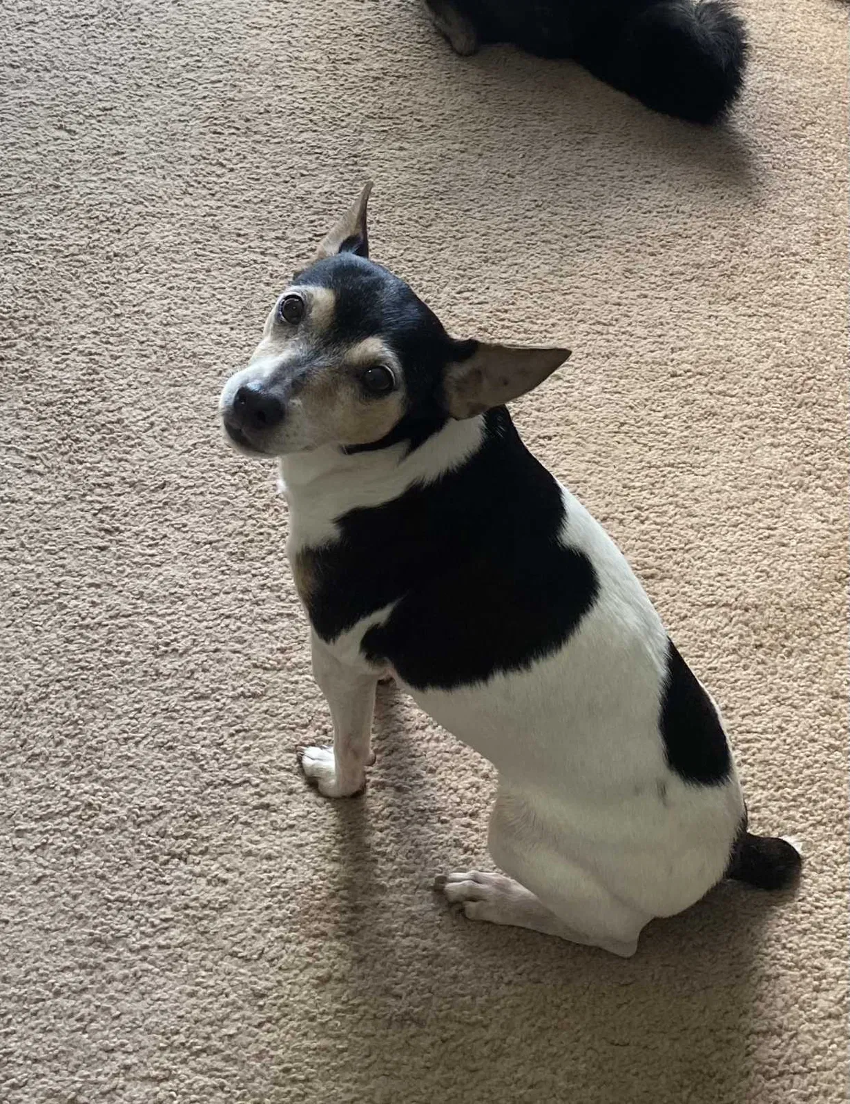 Lost dog in Miami, FL, 33126