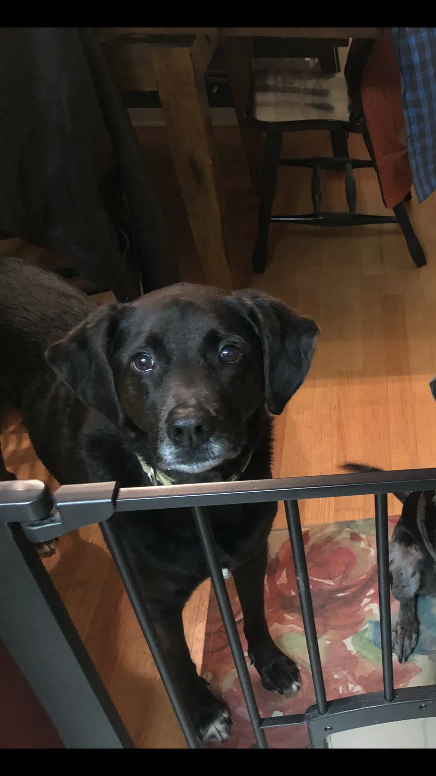 Lost dog in Tallahassee, FL, 32312
