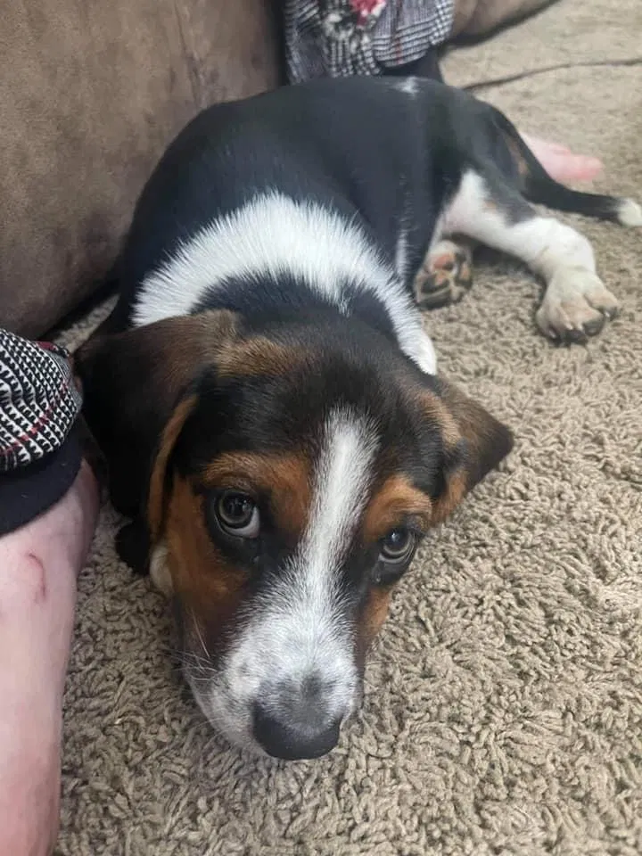 Lost dog in Seymour, TN, 37865